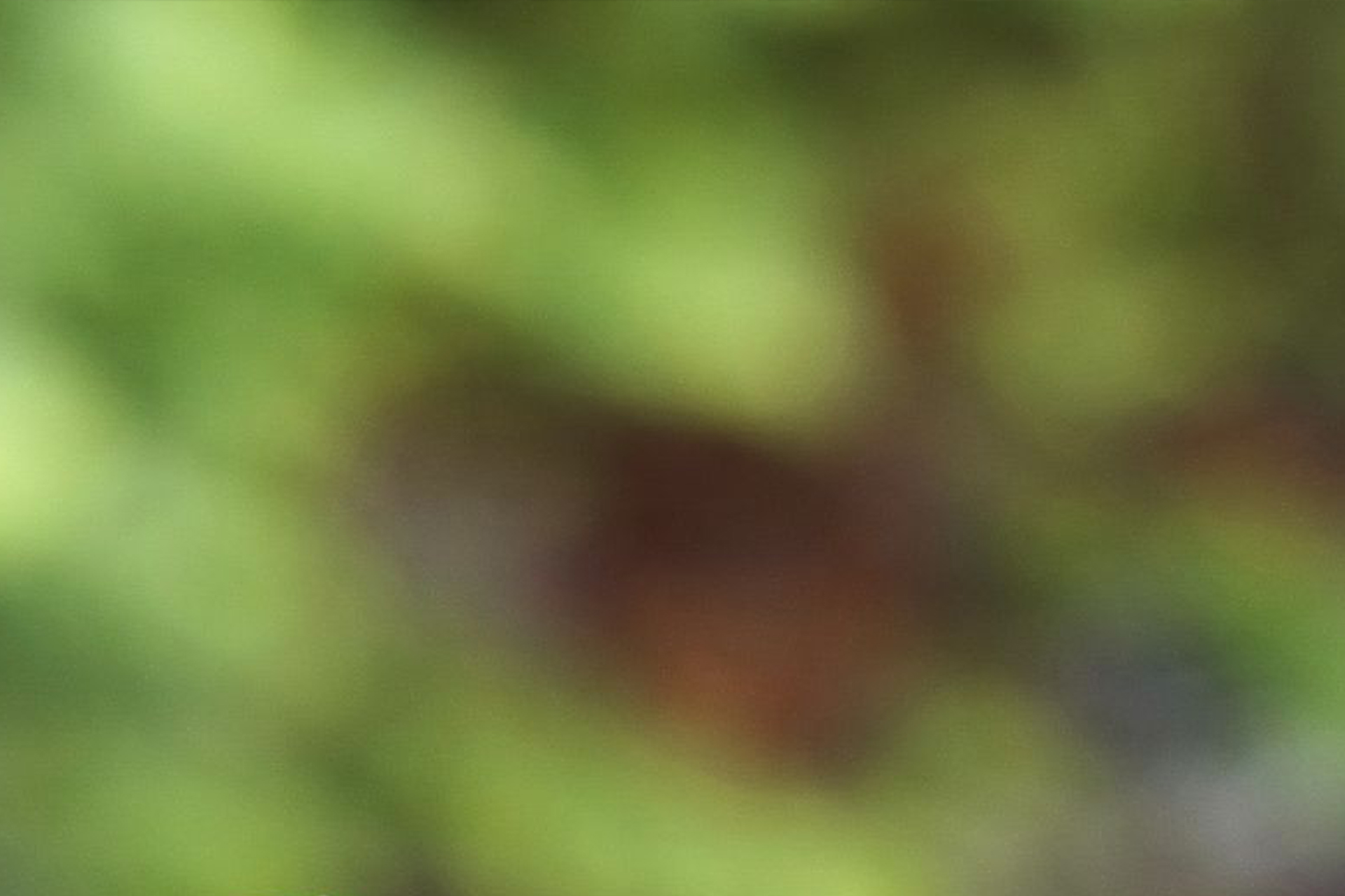 塩で食べる山菜てんぷら　七瀬川食堂